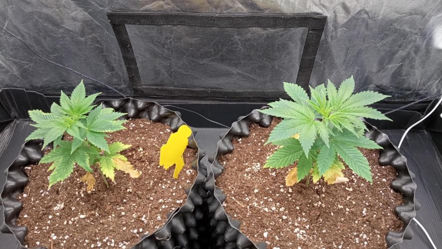 Strawberry Cookies - sponsored by SSSC. Week 3 - 30/11/2025