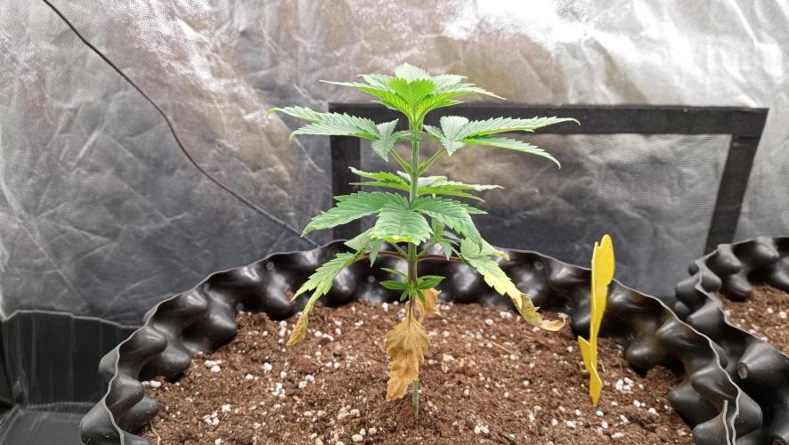 Strawberry Cookies - sponsored by SSSC. Week 3 - 30/11/2025