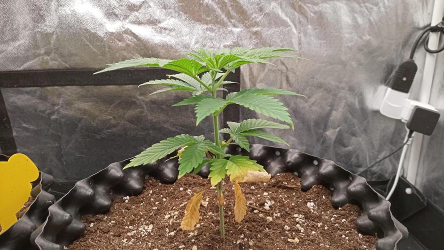 Strawberry Cookies - sponsored by SSSC. Week 3 - 30/11/2025