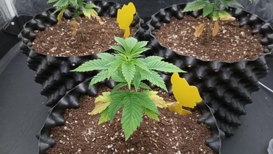 Strawberry Cookies - sponsored by SSSC. Week 3 - 30/11/2025