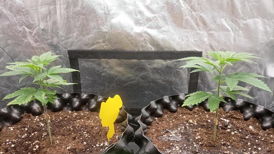 Strawberry Cookies - sponsored by SSSC. Week 3 - 30/11/2025