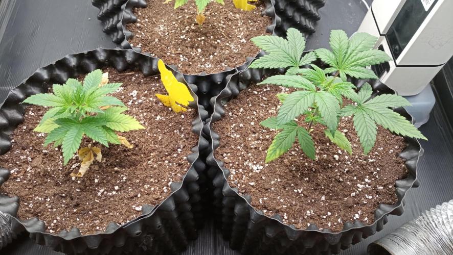 LSD - sponsored by Ganja Farmer. Week 3 - 30/11/2025