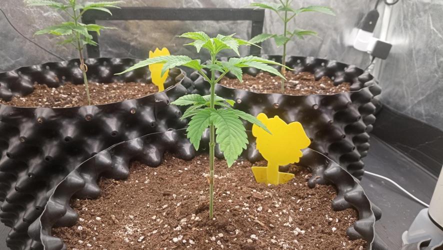 Strawberry Cookies - sponsored by SSSC. Week 3 - 04/12/2025