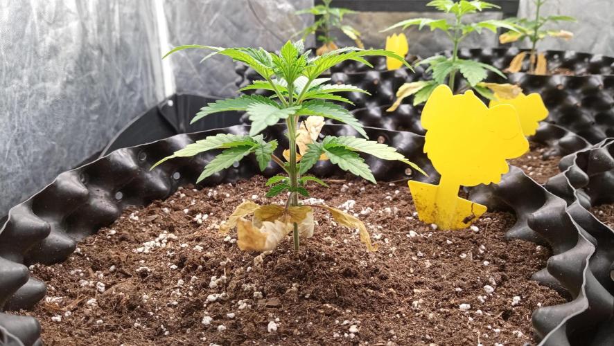 LSD - sponsored by Ganja Farmer. Week 3 - 30/11/2025