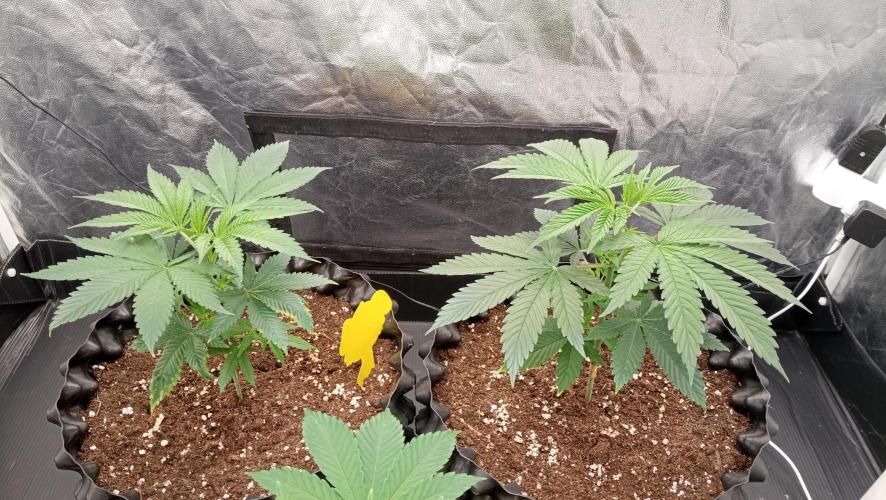 Strawberry Cookies - sponsored by SSSC. Week 3 - 04/12/2025