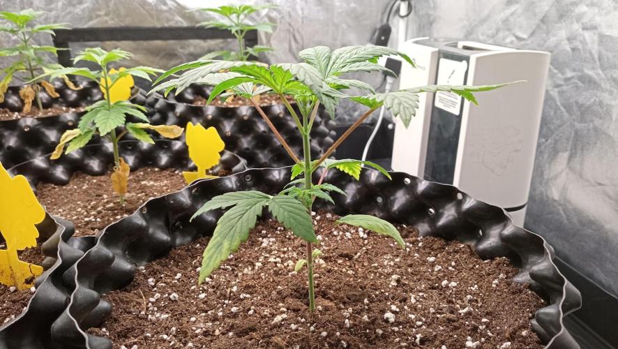 LSD - sponsored by Ganja Farmer. Week 3 - 30/11/2025