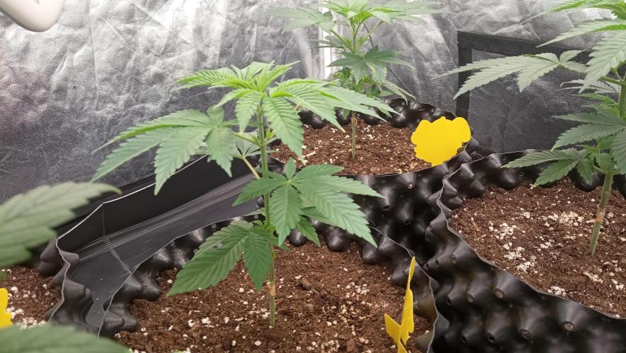 Strawberry Cookies - sponsored by SSSC. Week 3 - 04/12/2025