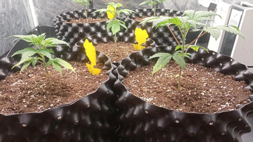 LSD - sponsored by Ganja Farmer. Week 3 - 30/11/2025