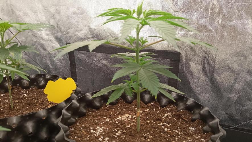 Strawberry Cookies - sponsored by SSSC. Week 3 - 04/12/2025