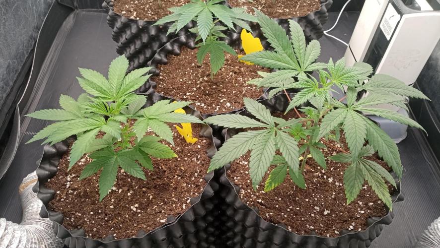 LSD - sponsored by Ganja Farmer. Week 3 - 04/12/2025