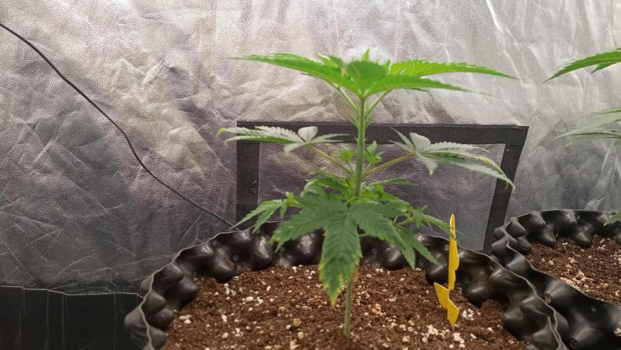 Strawberry Cookies - sponsored by SSSC. Week 3 - 04/12/2025