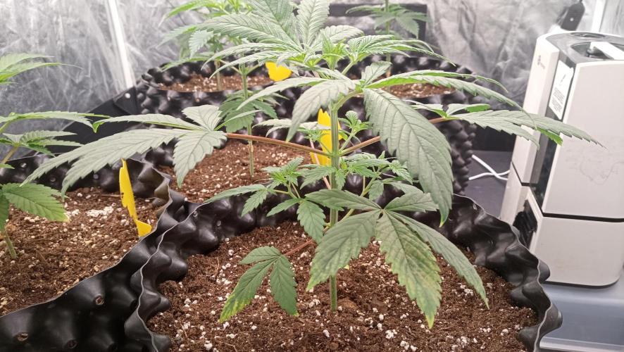 LSD - sponsored by Ganja Farmer. Week 3 - 04/12/2025