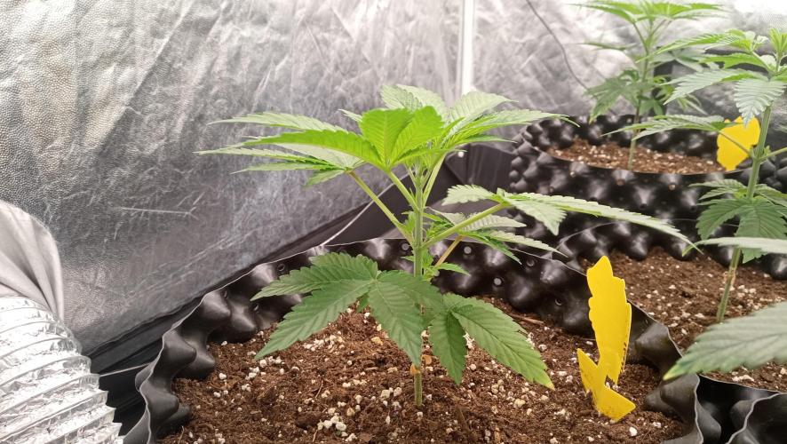 LSD - sponsored by Ganja Farmer. Week 3 - 04/12/2025