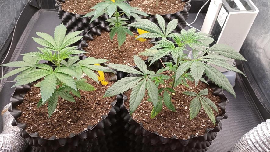 LSD - sponsored by Ganja Farmer. Week 4 - 05/12/2025