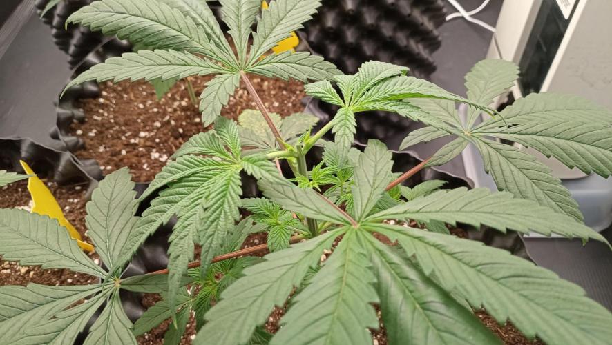 LSD - sponsored by Ganja Farmer. Week 4 - 05/12/2025