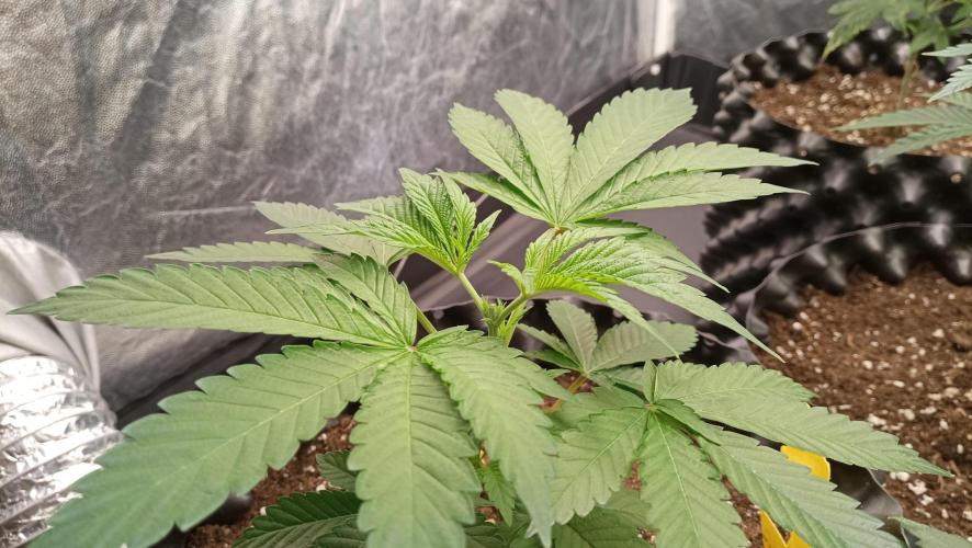 LSD - sponsored by Ganja Farmer. Week 4 - 05/12/2025