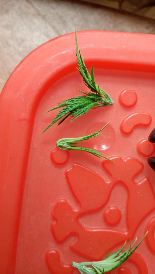 LSD - sponsored by Ganja Farmer. Week 4 - 05/12/2025