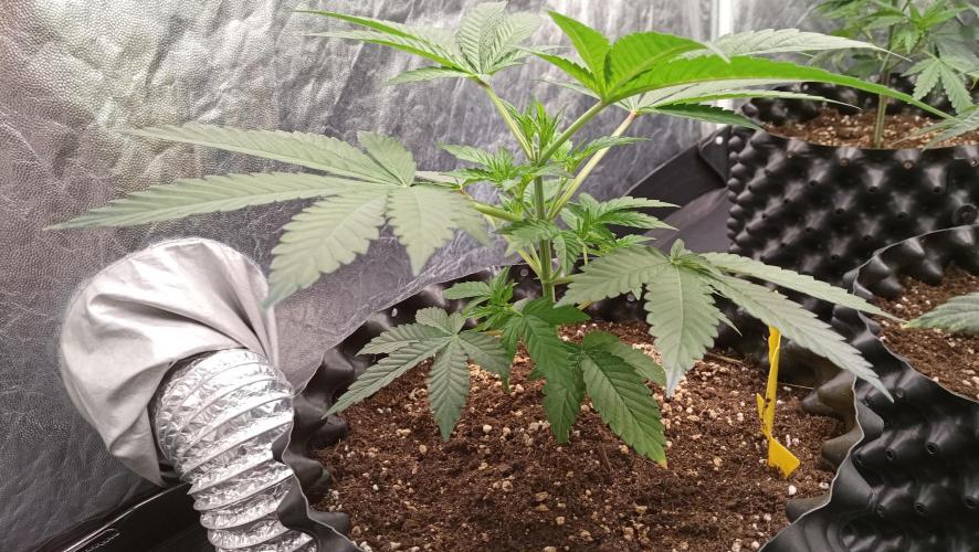 LSD - sponsored by Ganja Farmer. Week 4 - 08/12/2025