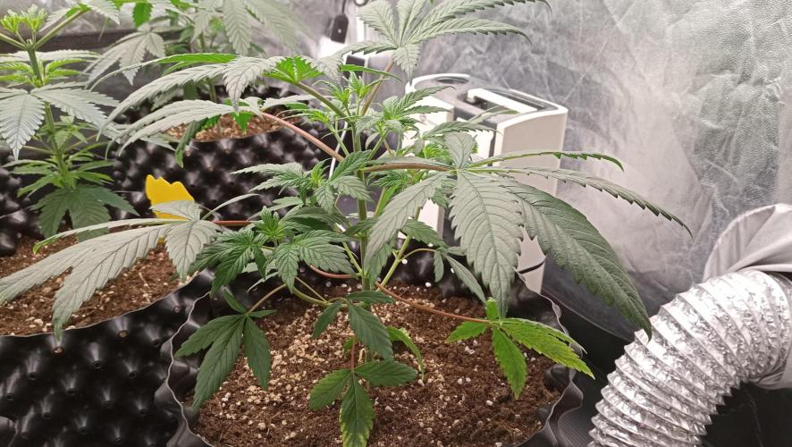 LSD - sponsored by Ganja Farmer. Week 4 - 08/12/2025