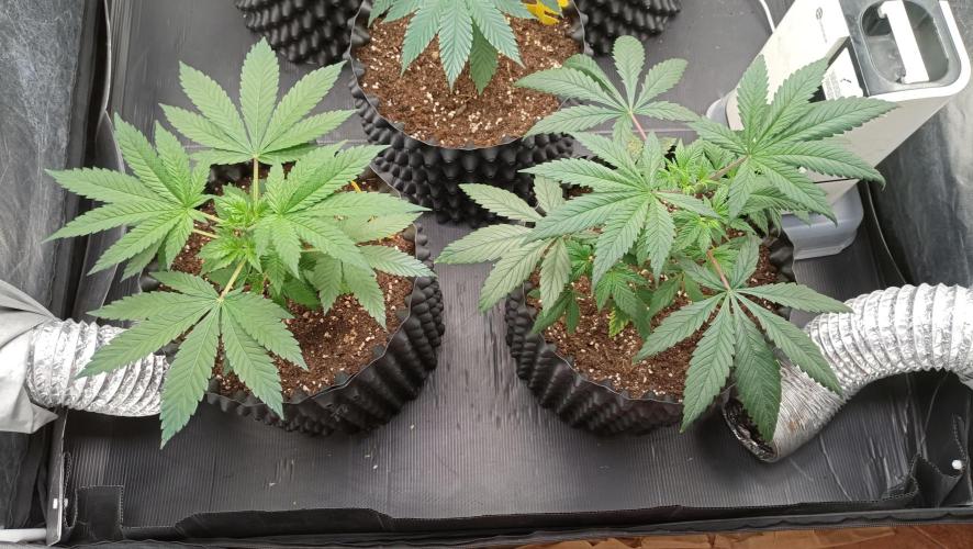 LSD - sponsored by Ganja Farmer. Week 4 - 08/12/2025