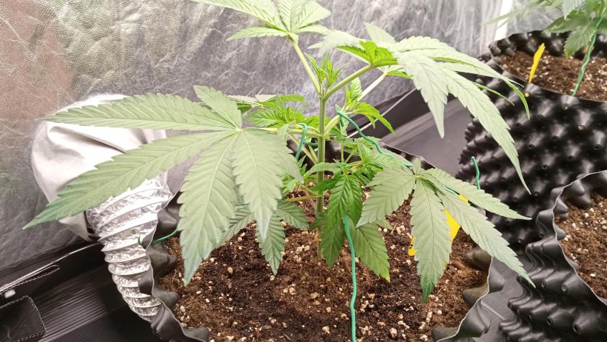 LSD - sponsored by Ganja Farmer. Week 4 - 08/12/2025