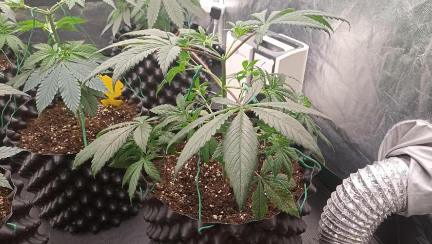 LSD - sponsored by Ganja Farmer. Week 4 - 10/12/2025