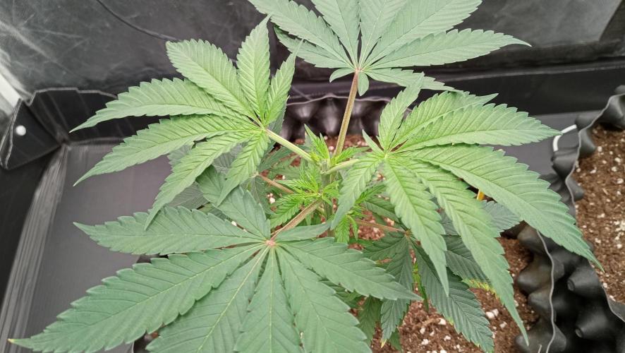 Strawberry Cookies - sponsored by SSSC. Week 4 - 05/12/2025