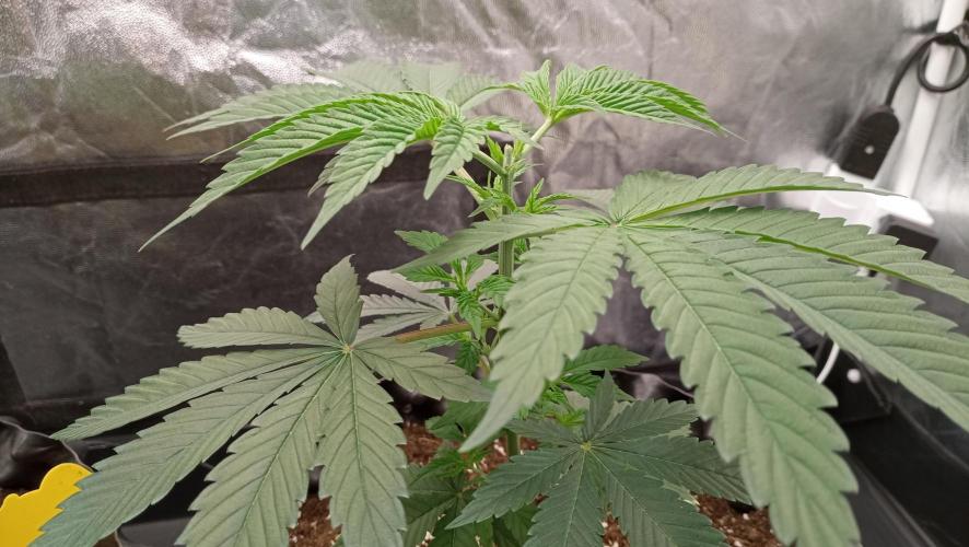 Strawberry Cookies - sponsored by SSSC. Week 4 - 05/12/2025