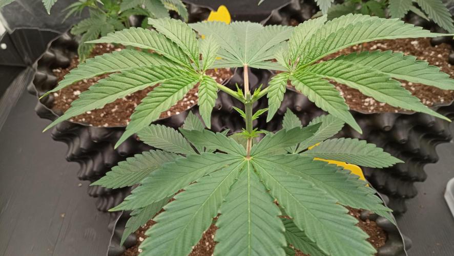 Strawberry Cookies - sponsored by SSSC. Week 4 - 05/12/2025