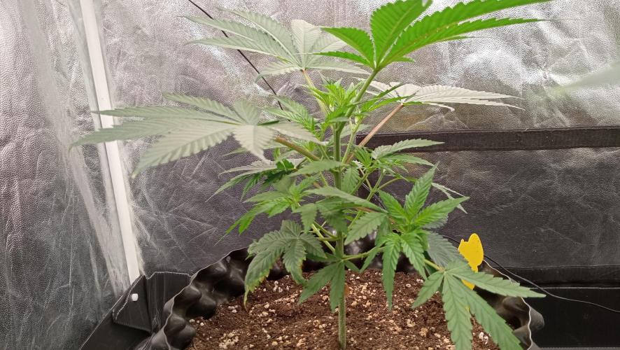 Strawberry Cookies - sponsored by SSSC. Week 4 - 08/12/2025