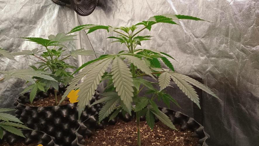 Strawberry Cookies - sponsored by SSSC. Week 4 - 08/12/2025