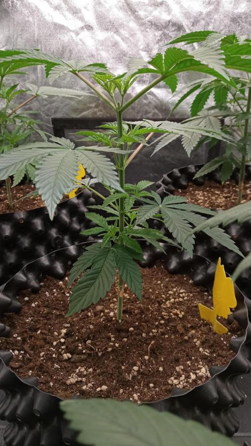 Strawberry Cookies - sponsored by SSSC. Week 4 - 08/12/2025