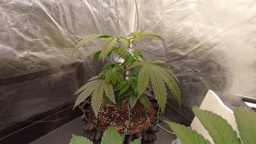 Strawberry Cookies - sponsored by SSSC. Week 4 - 08/12/2025