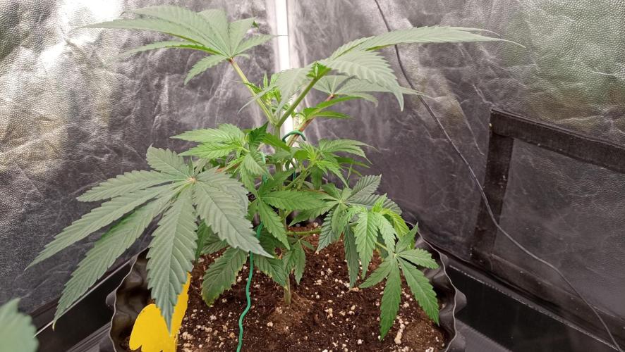 Strawberry Cookies - sponsored by SSSC. Week 4 - 08/12/2025