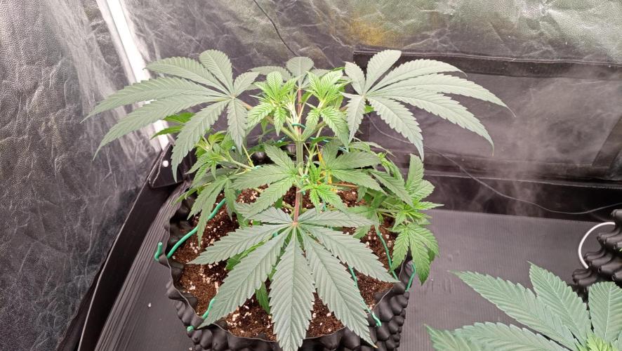 Strawberry Cookies - sponsored by SSSC. Week 4 - 10/12/2025