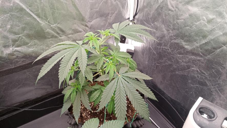 Strawberry Cookies - sponsored by SSSC. Week 4 - 10/12/2025