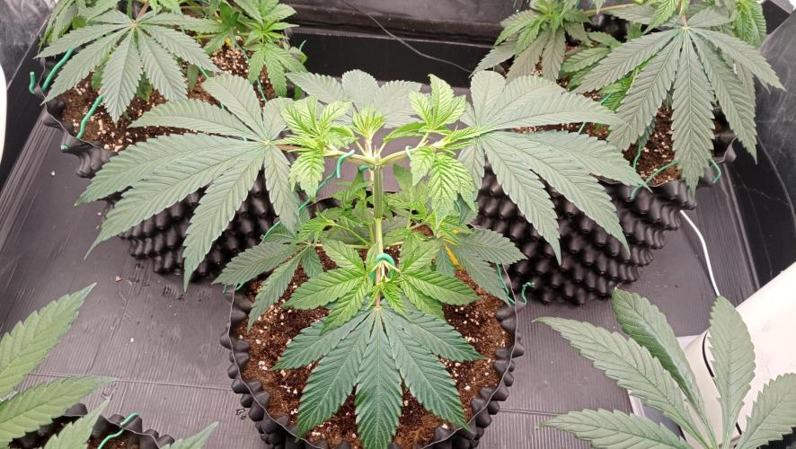 Strawberry Cookies - sponsored by SSSC. Week 4 - 10/12/2025