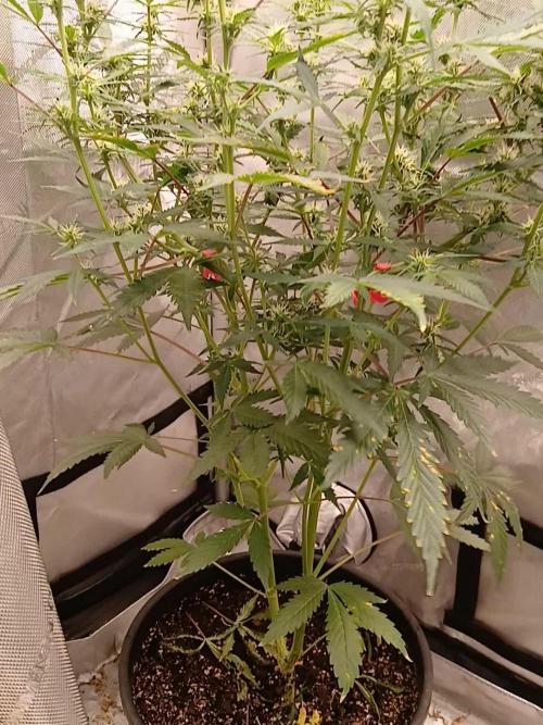 Weed seeds express