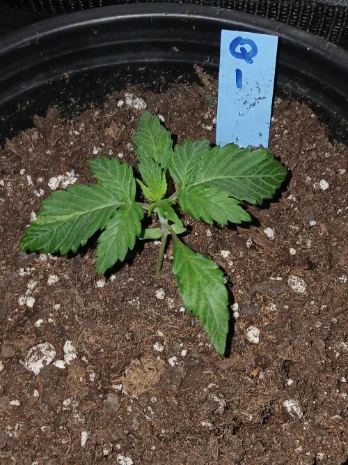 Quikz. Week 1 - This one is a week ahead. 