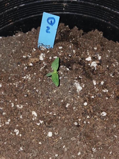 Quikz. Week 1 - Started a little later than #1