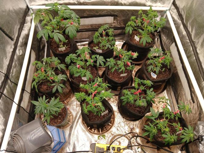 2 B Blunt. Week 5 - Took clones and trimmed