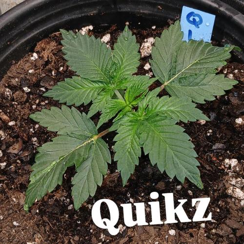 Quikz. Week 2