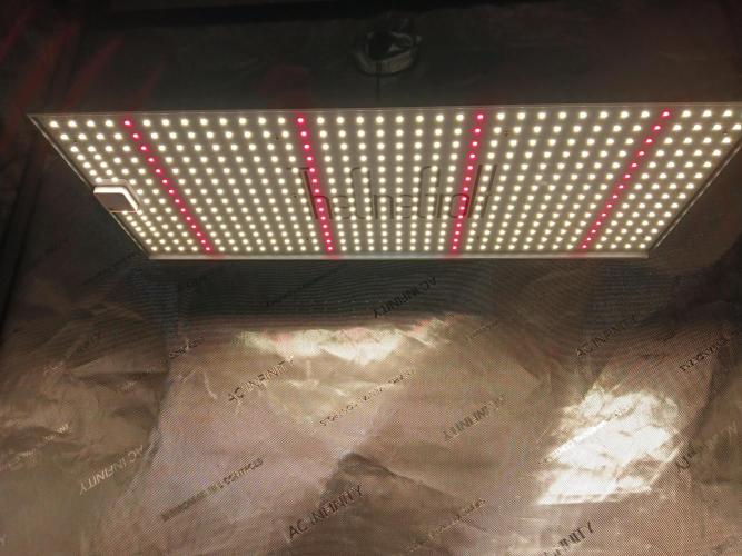 Quikz. Week 2 - Mc2000 "The One Grow"