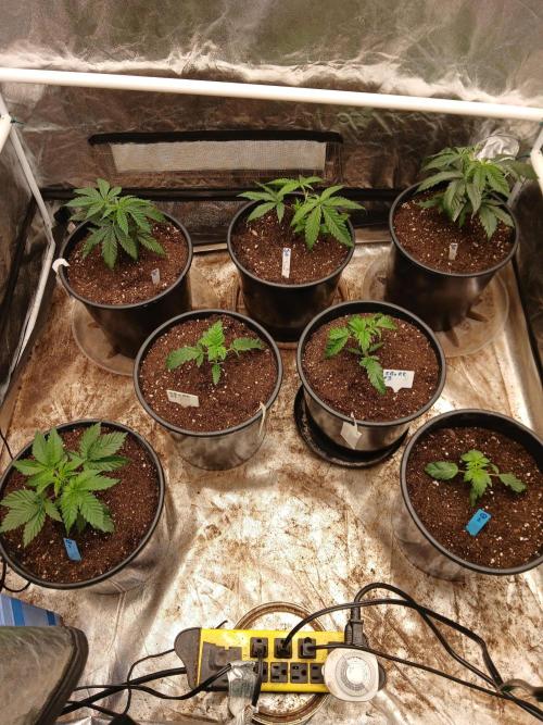 Quikz. Week 3 - Quikz are the bottom left and right. 