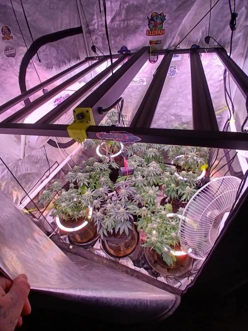 2 B Blunt. Week 10 - Great elufah 650w led