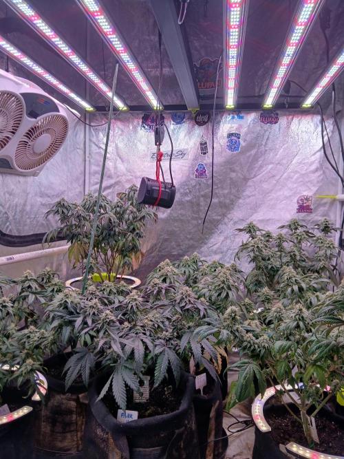 2 B Blunt. Week 10 - 650w elufah led. 100%