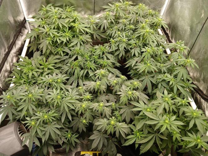 Quikz. Week 8