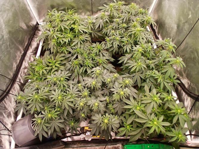 Quikz. Week 8