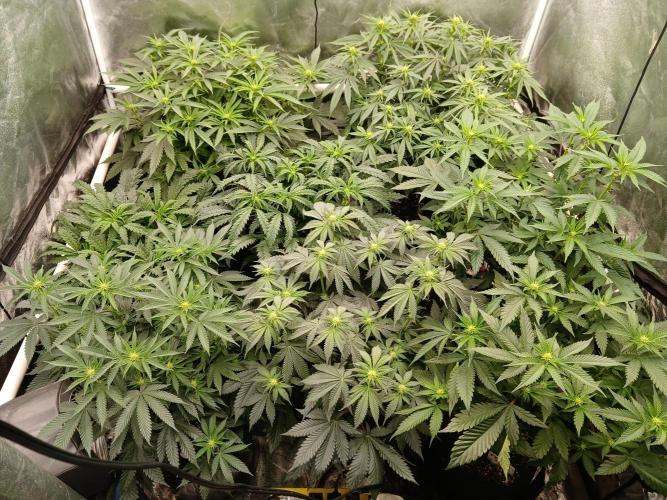 Quikz. Week 8