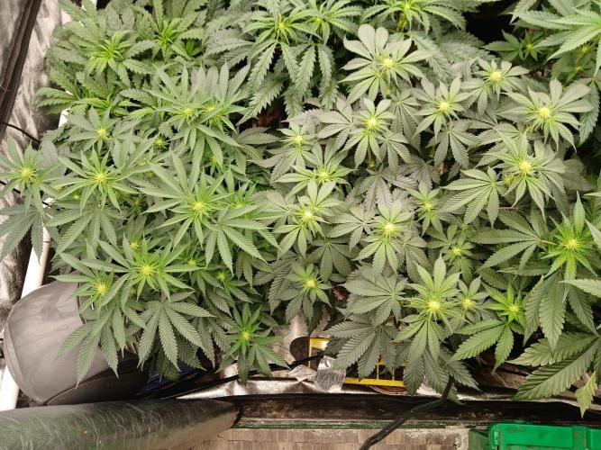Quikz. Week 8